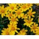 Aceite de Arnica macerado Bio