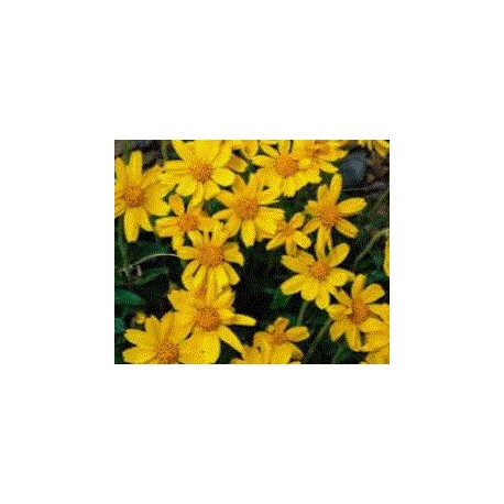 Aceite de Arnica macerado Bio