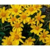 Oli d'Arnica macerat Bio