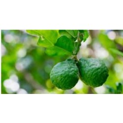 Aceite esencial Bergamota puro 100%