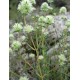Aceite esencial Mejorana española