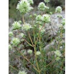 Aceite esencial Mejorana española