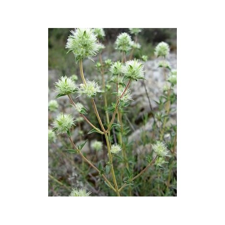 Aceite esencial Mejorana española