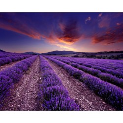 Oli essencial Lavanda