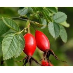 ACEITE DE ROSA MOSQUETA
