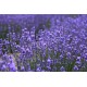 Ambientador Lavanda natural 1 litro