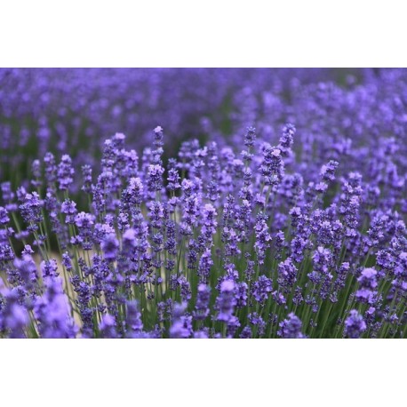 Ambientador Lavanda natural 1 litre