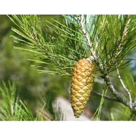 Aceite esencial Pino