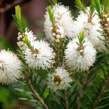 Aceite esencial Arbol del Té