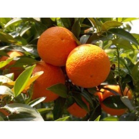 Aceite esencial Naranja Dulce