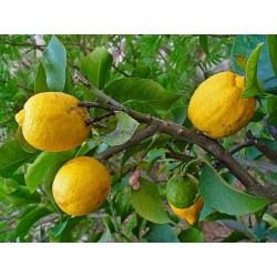 AMBIENTADOR CONCENTRADO LIMON NATURAL