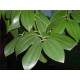 Aceite esencial Canela Hojas