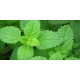 Oli essencial Menta