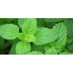 Oli essencial Menta