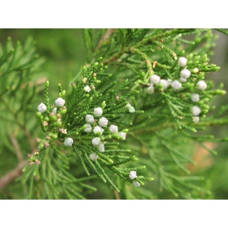 Aceite esencial Cedro de Virgínia