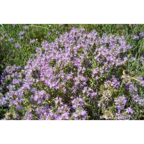 Aceite esencial Orégano