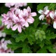 Aceite esencial Geranio