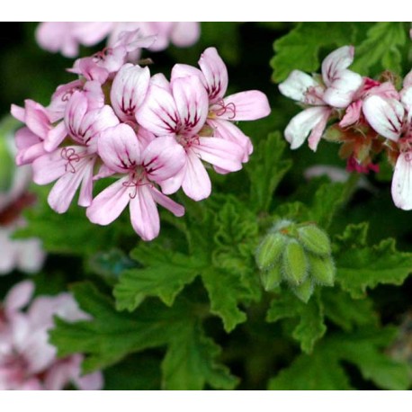 Aceite esencial Geranio