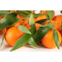 Aceite esencial Mandarina