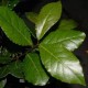 Aceite esencial de Laurel