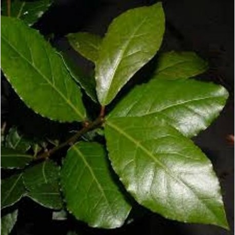 Aceite esencial de Laurel