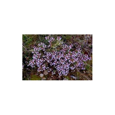 Aceite essencial Tomillo